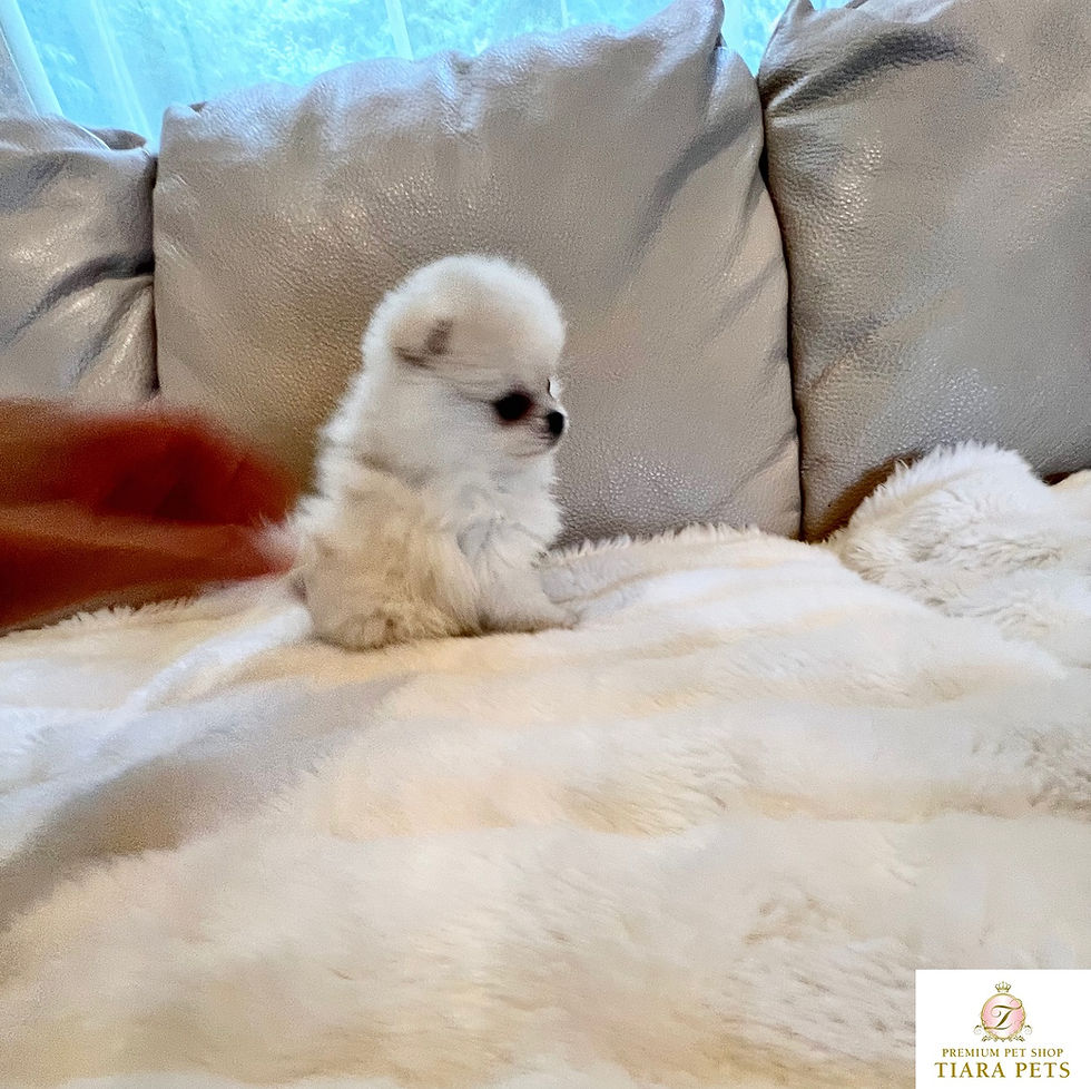 サムネイル： SUGAR Pomeranian