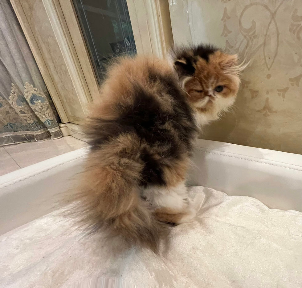 Thumbnail: YUME Exotic Long Hair