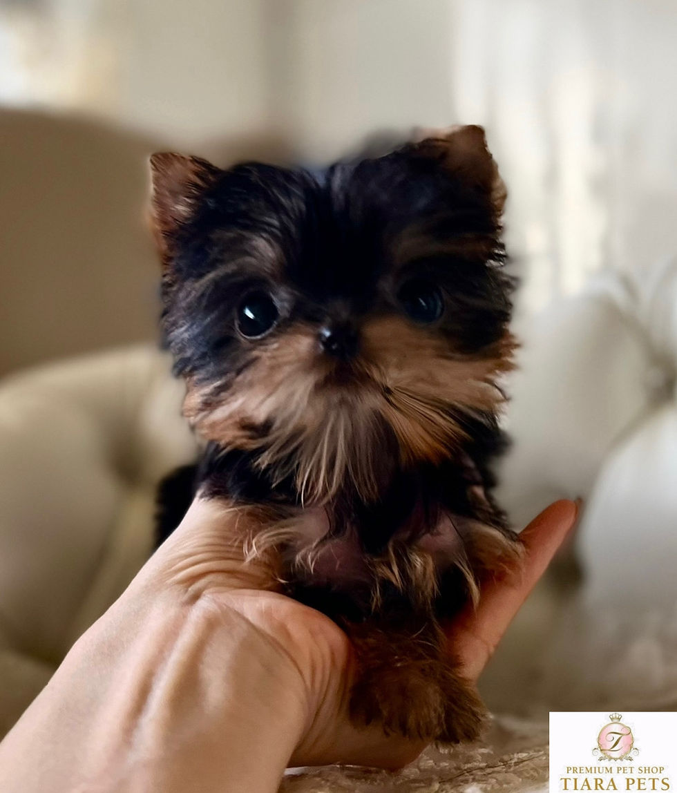 Miniaturbild: HINA Super Micro Teacup Yorkshire terrier