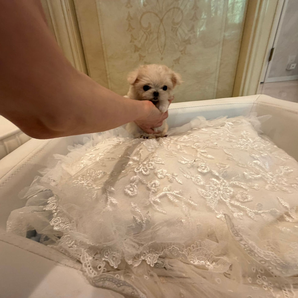 Thumbnail: KOKONE Micro Teacup Malchi（Maltese Chihuahua mix）
