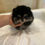サムネイル： RINA Teacup Pomeranian