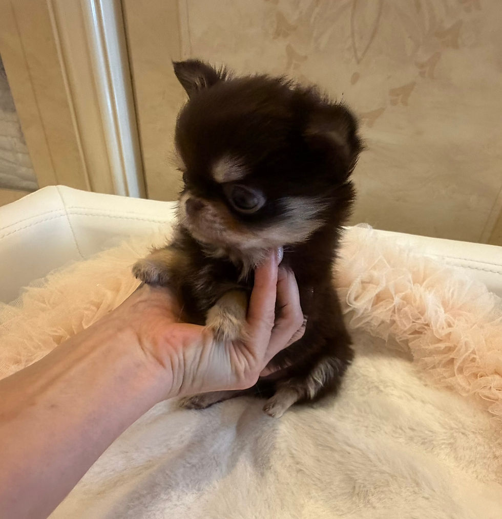 Miniatura: MINATO Micro Teacup Chihuahua