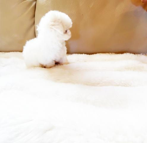Miniature : HANAMARU Maltese