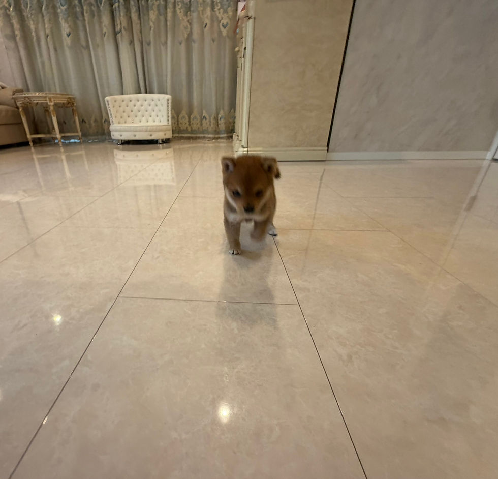 Thumbnail: RIKU Mame Shiba（Both parents are certified Mameshiba）