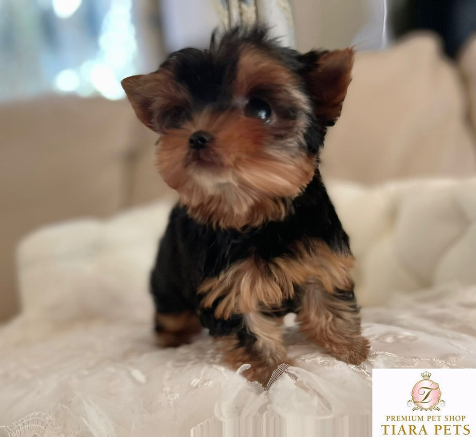 Küçük resim: KARIN Teacup Yorkshire terrier