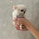 Thumbnail: HIME Micro Teacup Chihuahua
