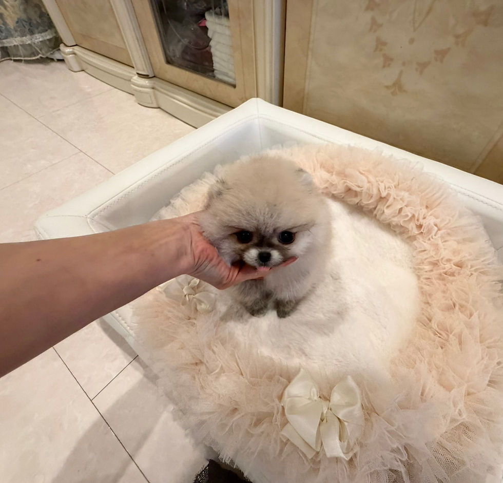 Miniature : LEON Teacup Pomeranian