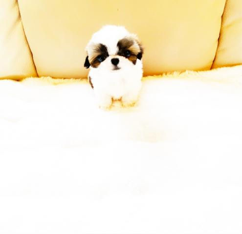 Miniatura: SHIZUKU Teacup Shih Tzu