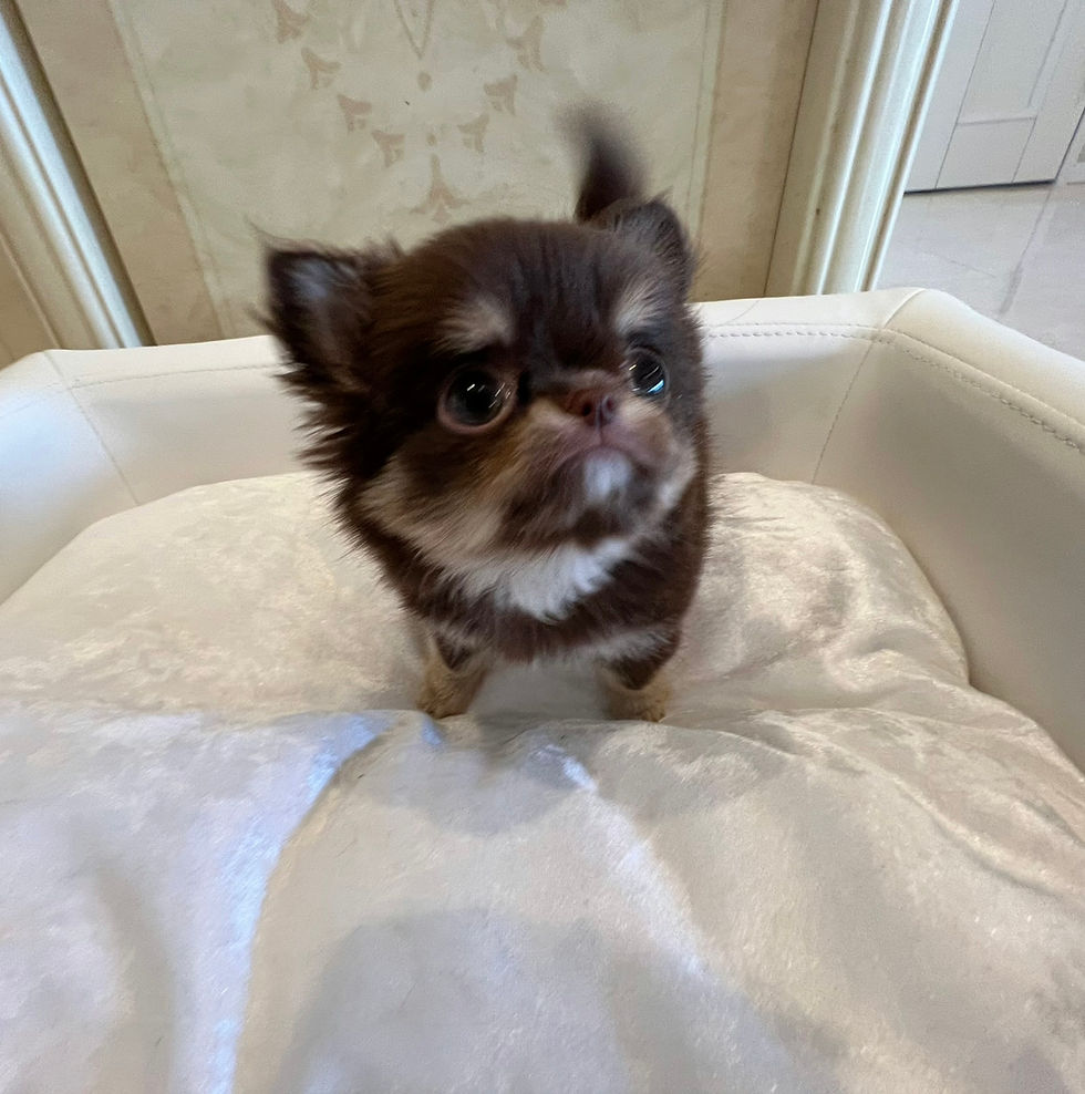 Miniature : RYOMA Teacup Chihuahua