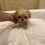 Miniaturbild: KOKORO Micro Maltipoo