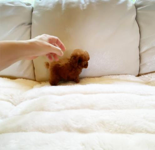 Miniature : KOTSUBU Micro Teacup Poodle