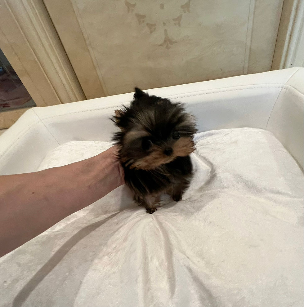 Küçük resim: YUI Micro Teacup Yorkshire Terrier