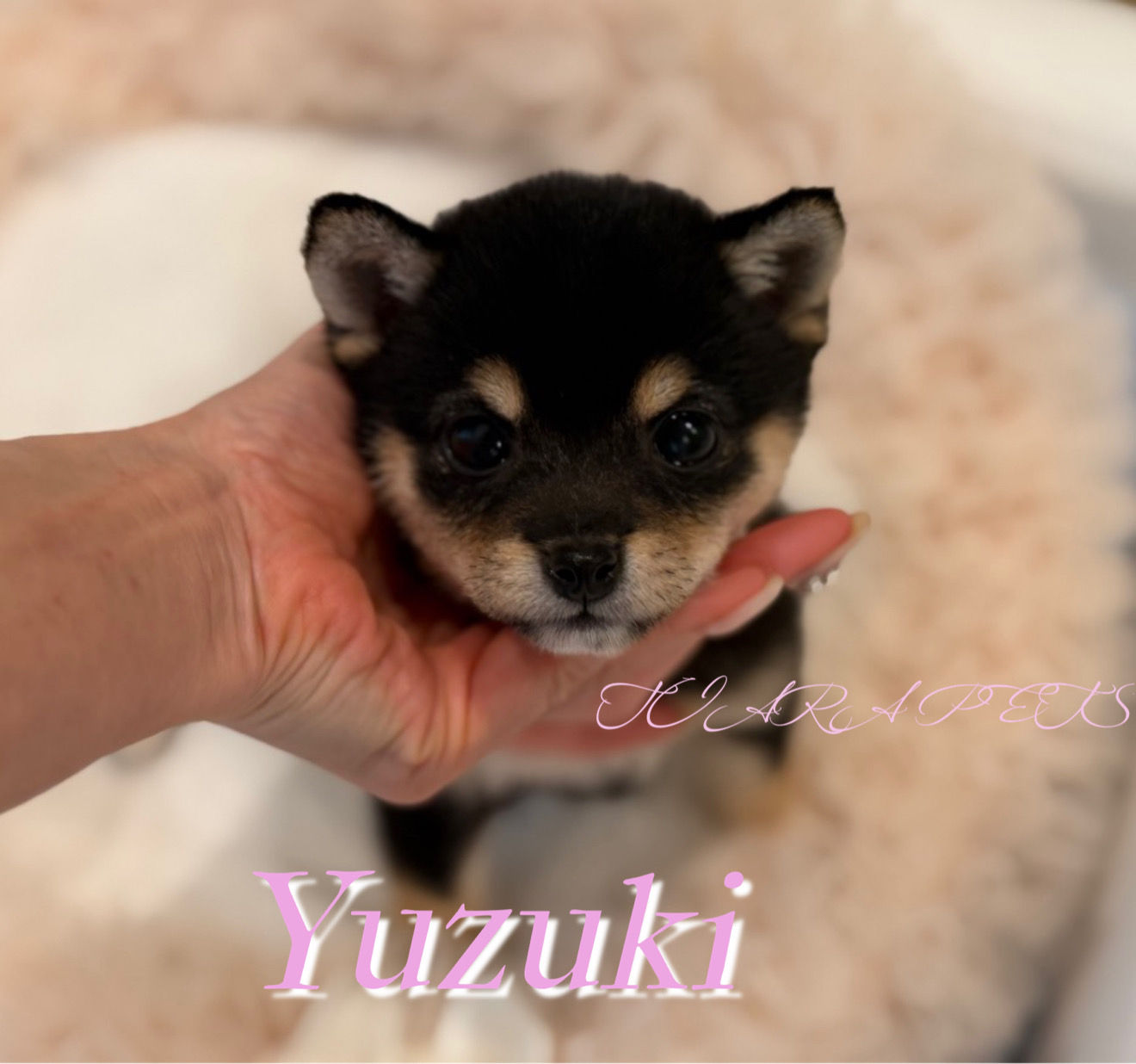 YUZUKI Mameshiba(Both parents are 3-generation certified Mameshiba)
