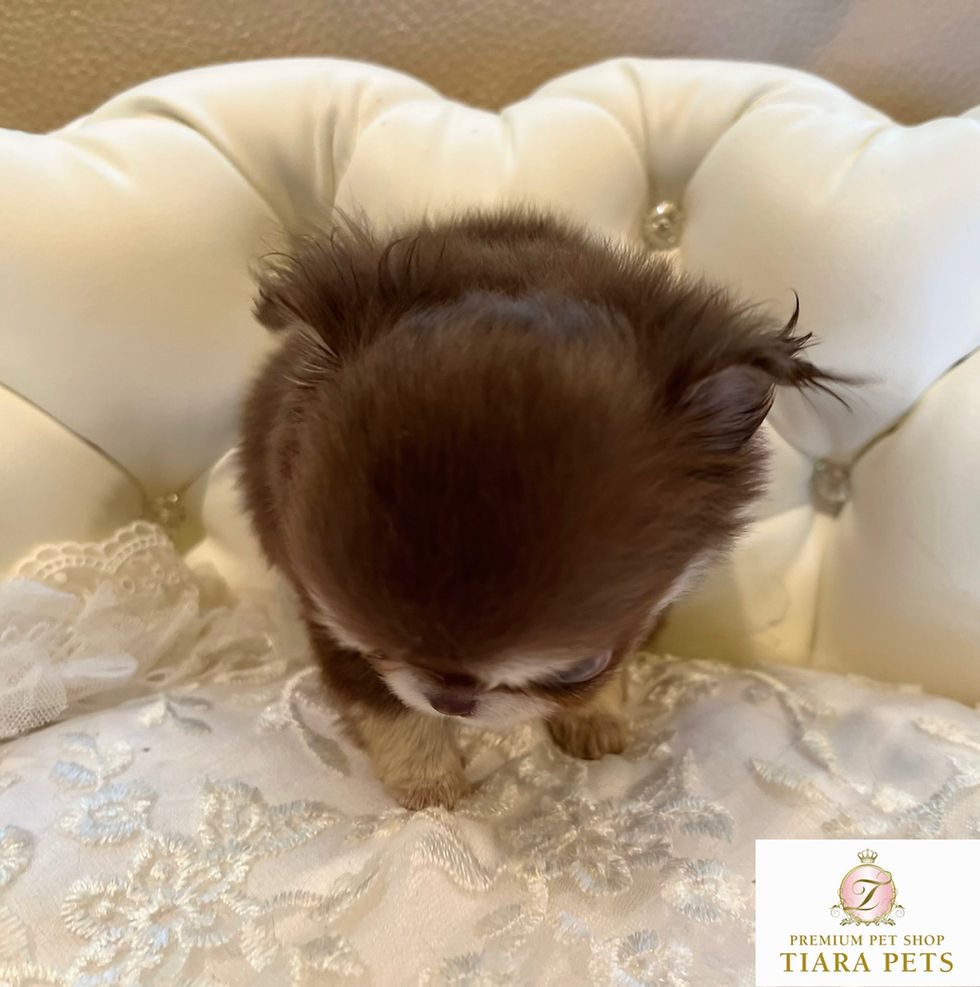 Imej kecil: YUNA Micro Teacup Chihuahua