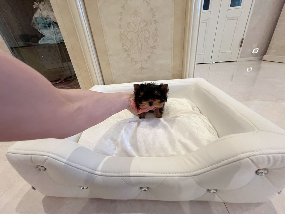 Thumbnail: Kanon Teacup Yorkshire Terrier