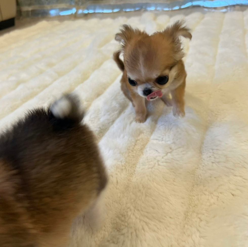 Miniature : KOSUZU Micro Teacup Chihuahua