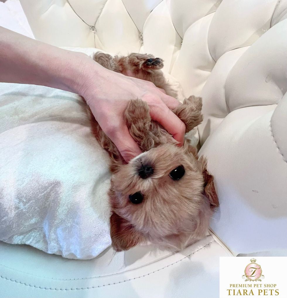 Imej kecil: SARAN Teacup Maltipoo