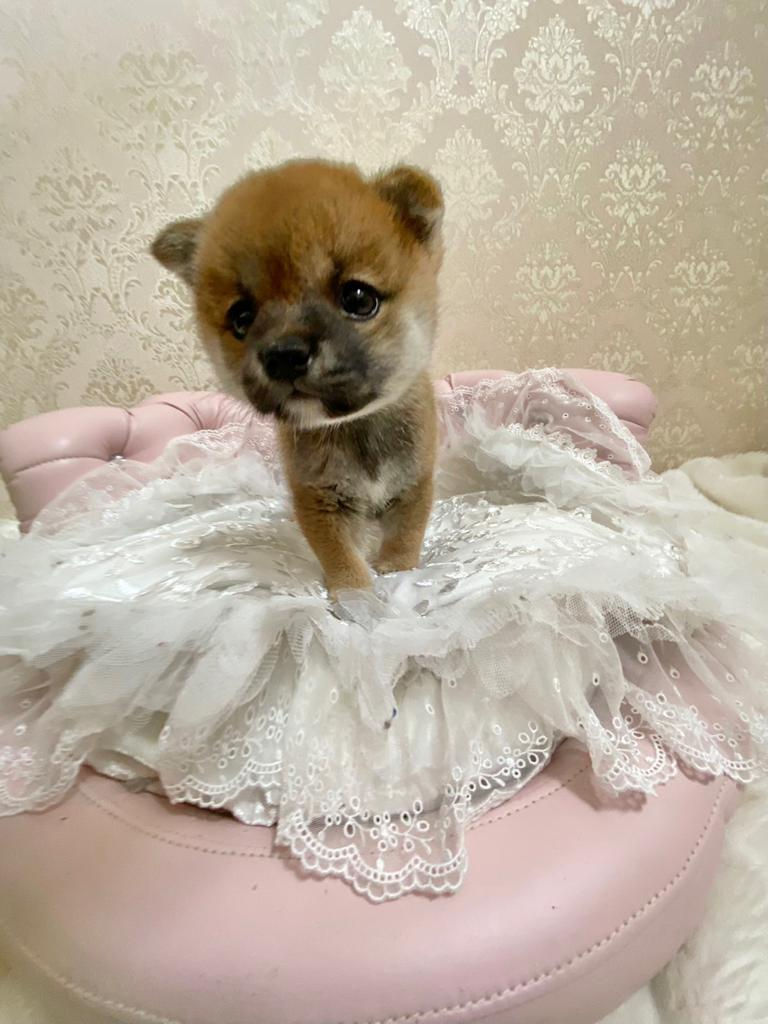 Miniature : AKAFUKU Shiba Inu