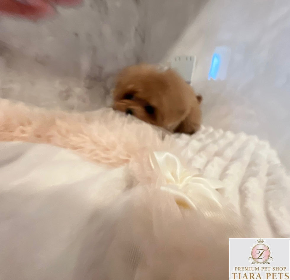 Miniature : KURUMI Micro Teacup Poodle