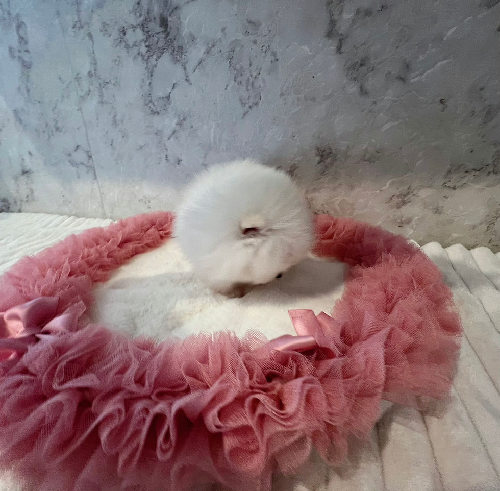 Miniaturbild: Ange Royal Micro Teacup Pomeranian