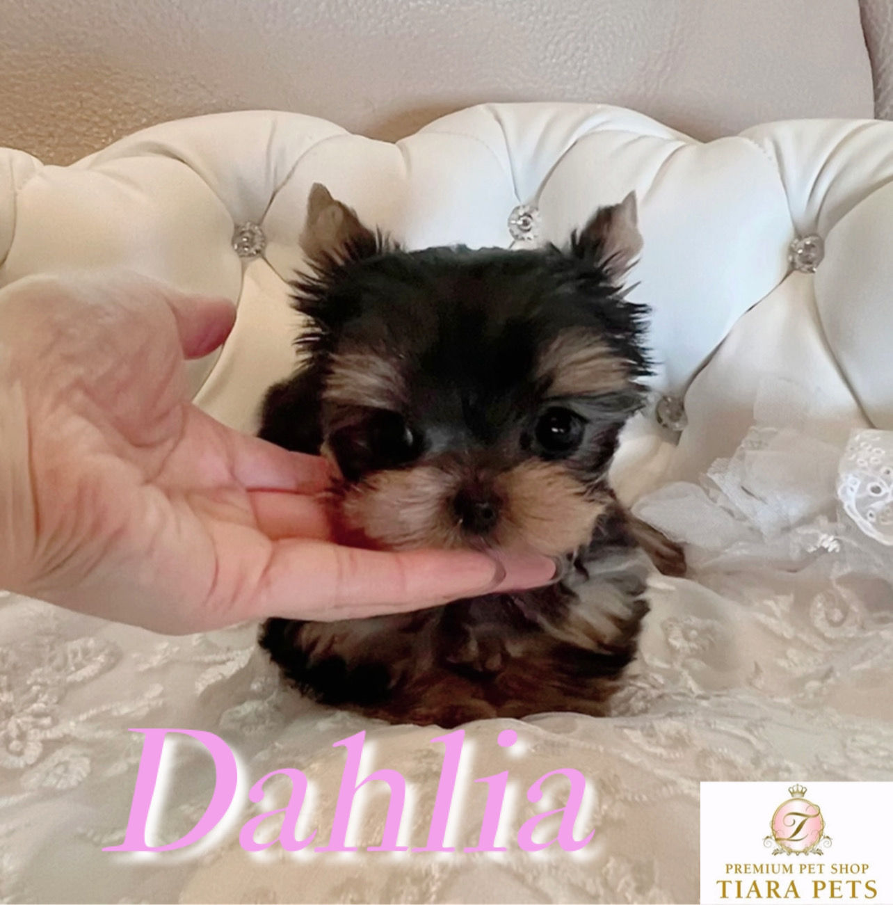DAHLIA Teacup Yorkshire terrier