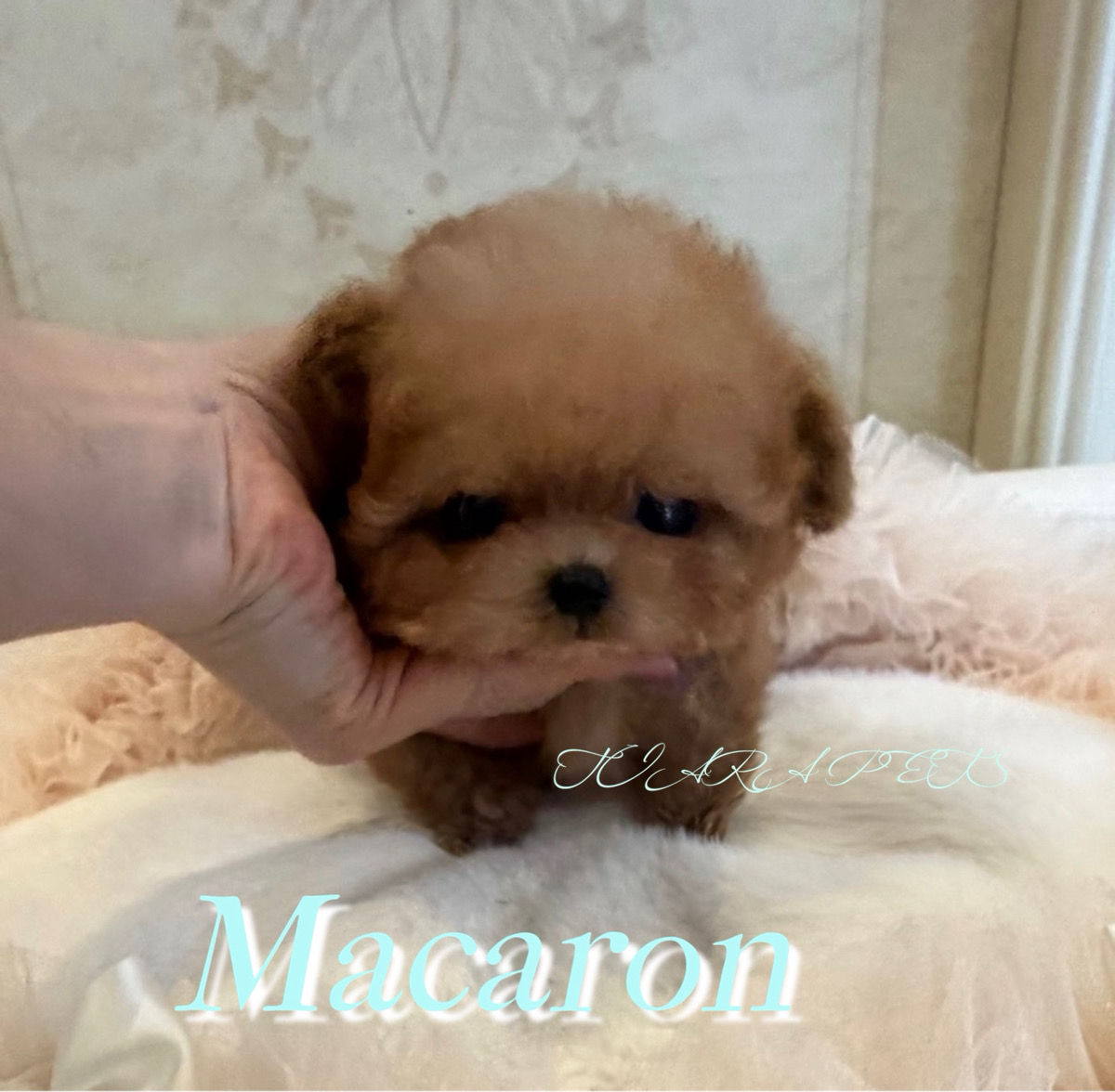 MACARON Micro Teacup Poodle