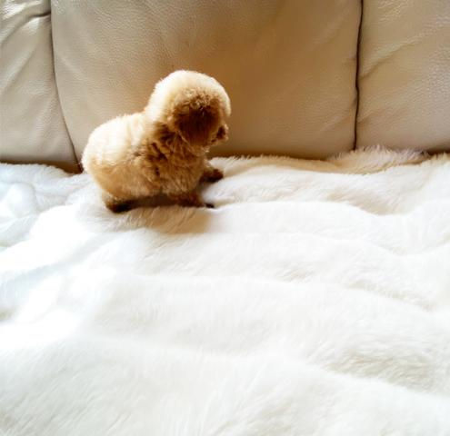 Imej kecil: PINO Miniature toy poodle