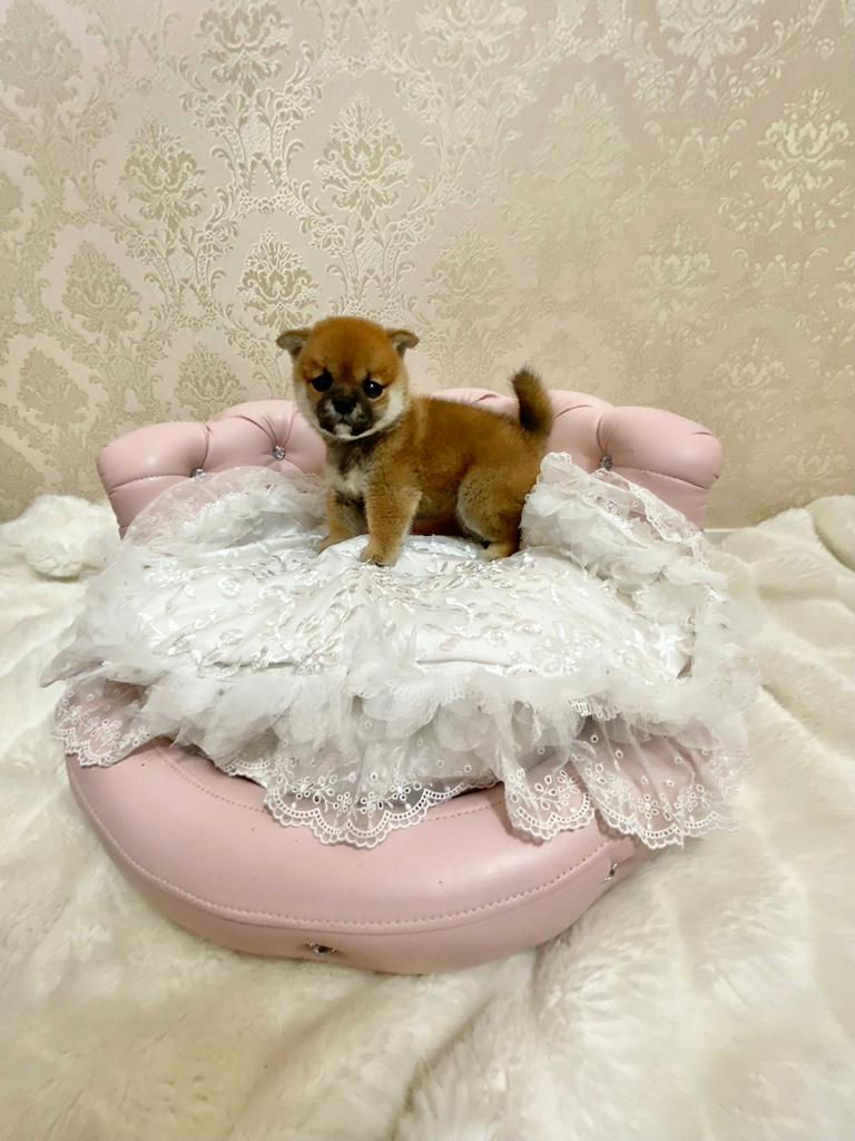 Miniature : AKAFUKU Shiba Inu