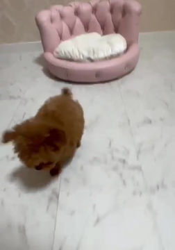 Thumbnail: SUMOMO Micro Teacup Poodle