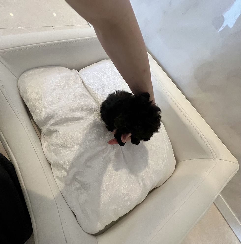 Miniature : NOIR Super Micro Teacup Poodle