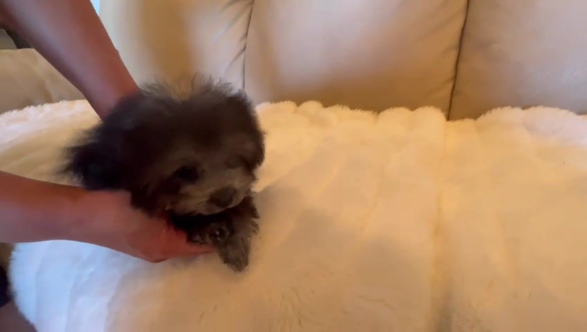 Thumbnail: TIFFANY Micro teacup poodle