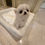 Imej kecil: HINANO Royal Micro Teacup Chihuahua