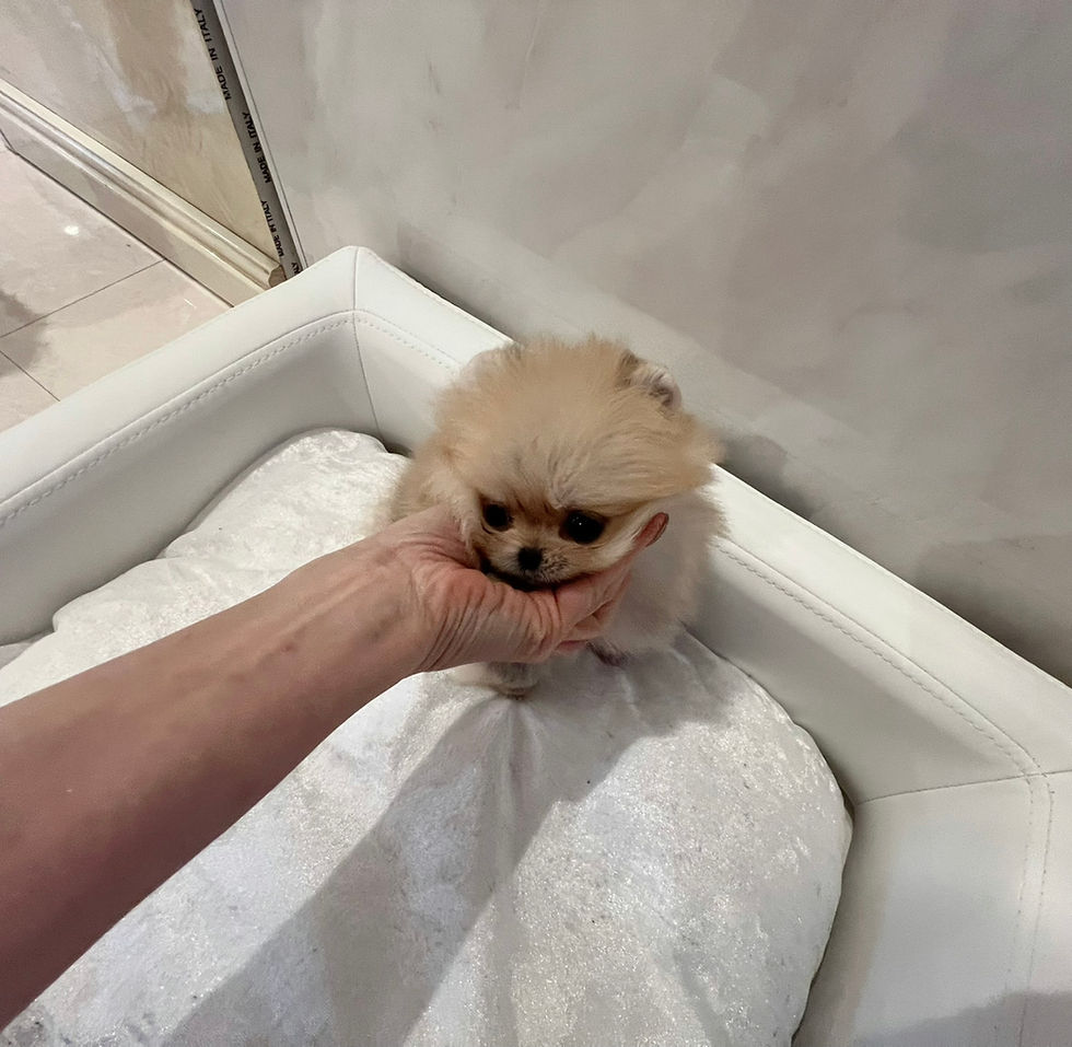 サムネイル： KURUMI Micro Teacup Pomeranian