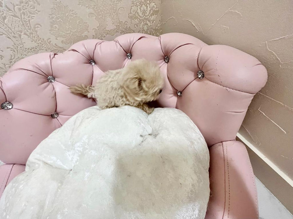 Thumbnail: ICHIGOMILK Micro Teacup Maltipoo