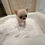 Miniaturbild: NANA Micro Teacup Chihuahua