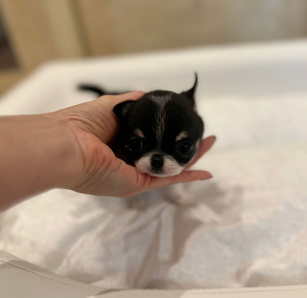 サムネイル： LIO  Micro Teacup  Smooth Chihuahua