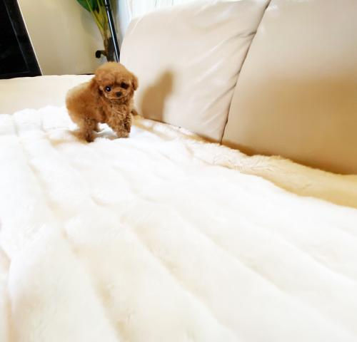 Miniaturbild: HANON Micro Teacup Poodle