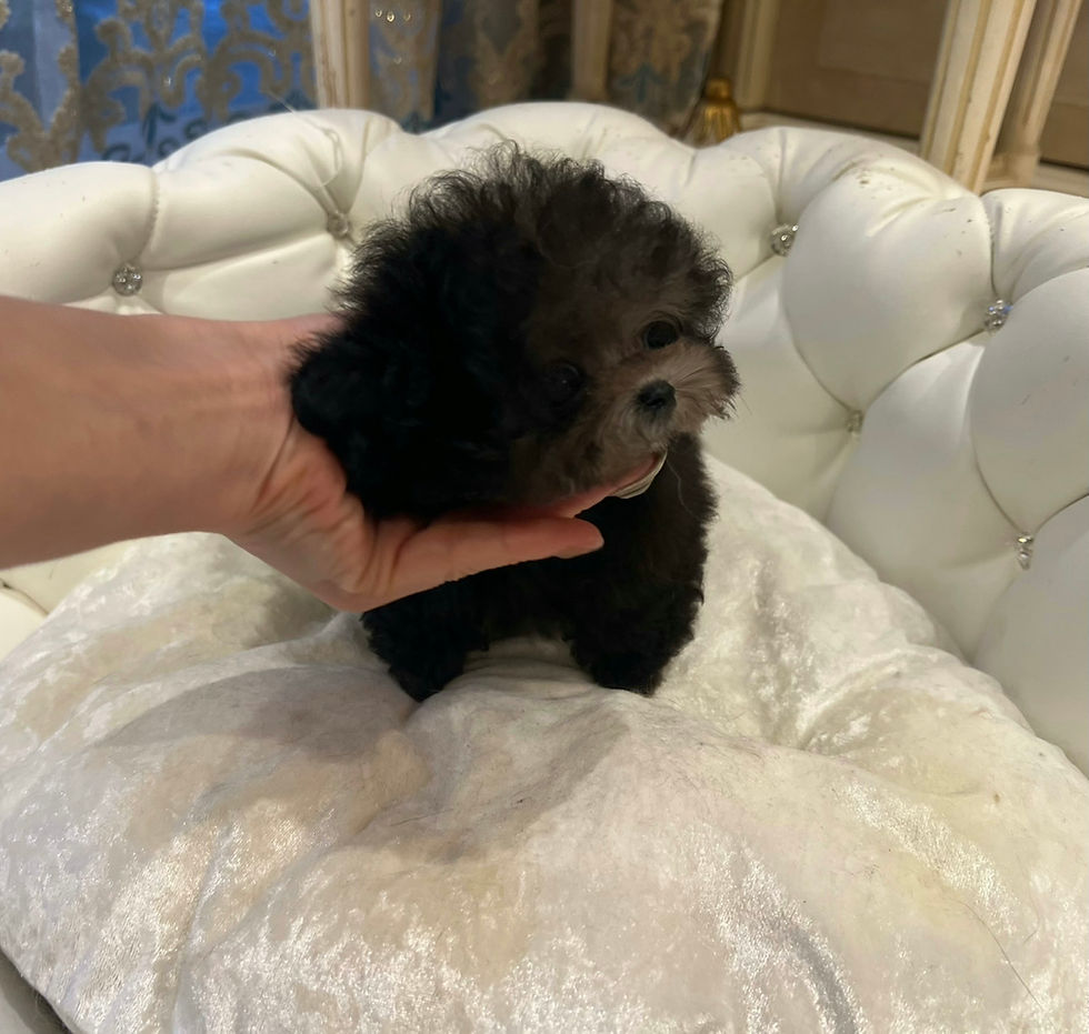 Miniature : RUKIA Micro Teacup Poodle (Silver)