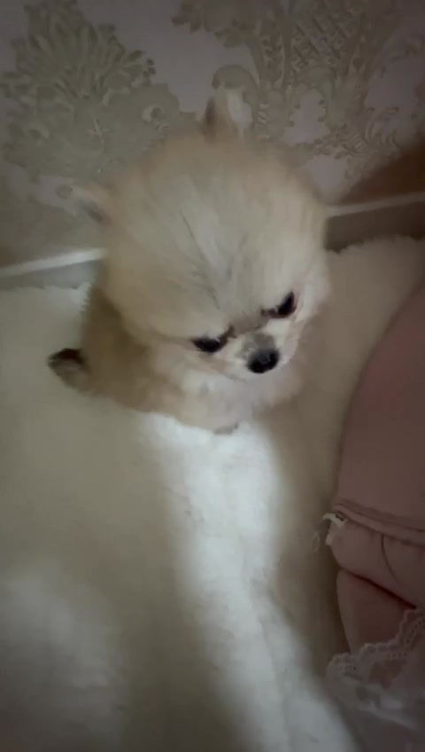 Miniaturbild: MATISSE Micro Teacup Pom-Chi