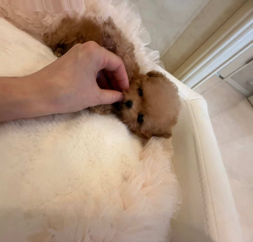 Miniatura: MACARON Micro Teacup Poodle