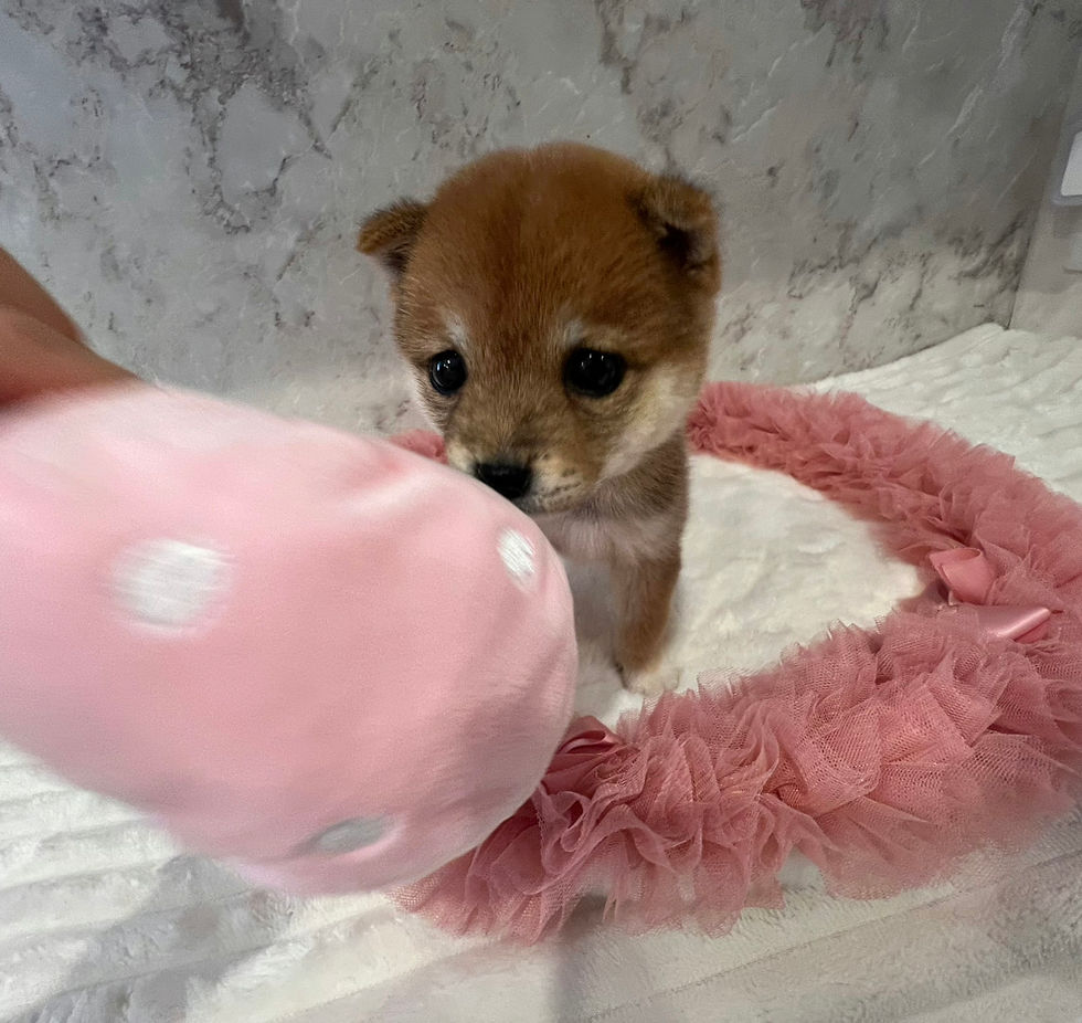 Thumbnail: TSUMUGI Mame Shiba