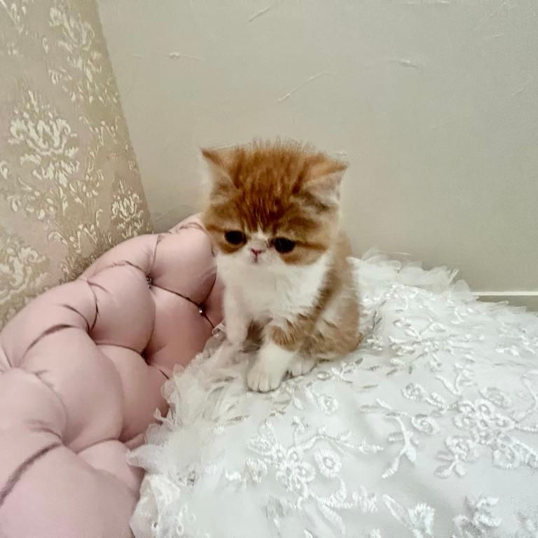 Küçük resim: TAIGA Exotic Kitten