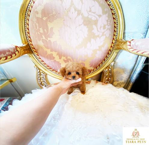 Miniature : TIFFANY Micro Teacup Poodle