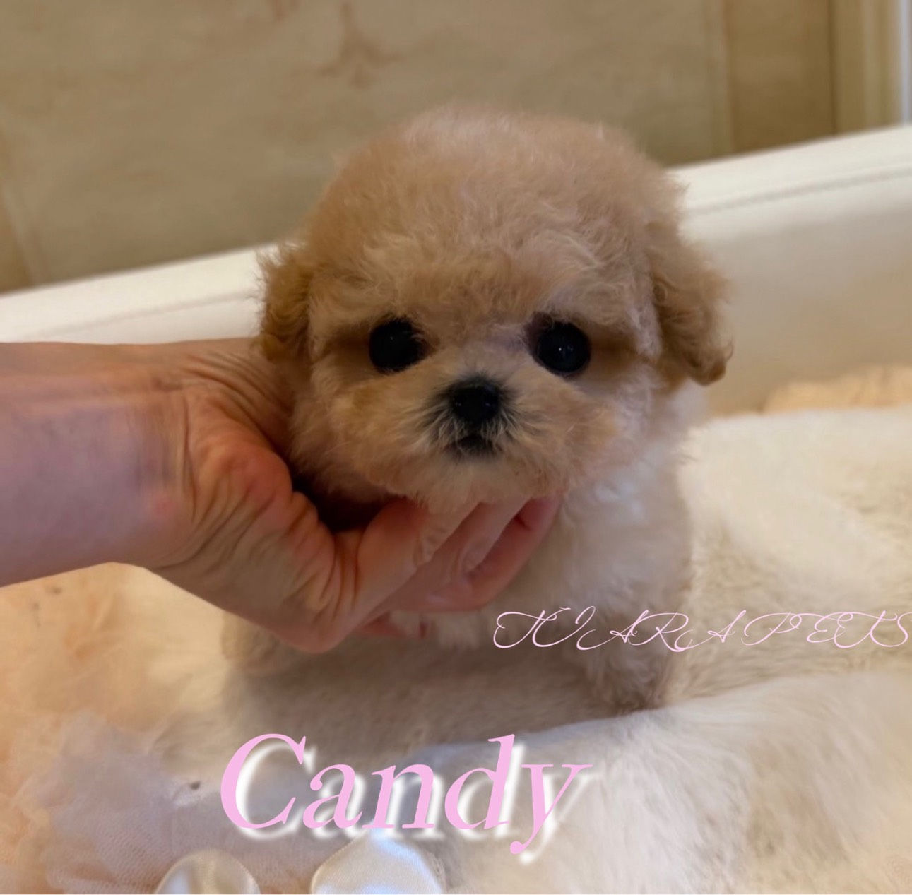 CANDY Bichon Poodle (Bichpoo)