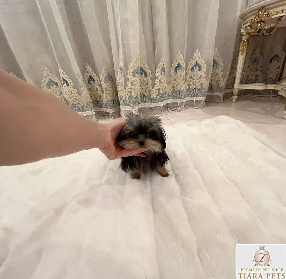 Imej kecil: SENA Micro Teacup Yorkshire Terrier