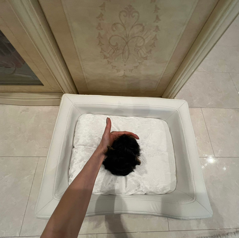 サムネイル： AKARI Teacup Yorkshire Terrier