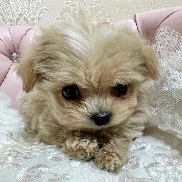Thumbnail: CHIRUCHIRU Micro Teacup Maltipoo