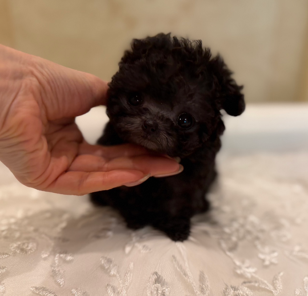 Thumbnail: KIKI Royal Micro Teacup Poodle