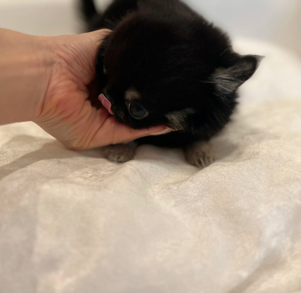Miniatura: HANABI Teacup Chihuahua