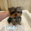 Miniaturbild: YUUKI Teacup Yorkshire Terrier